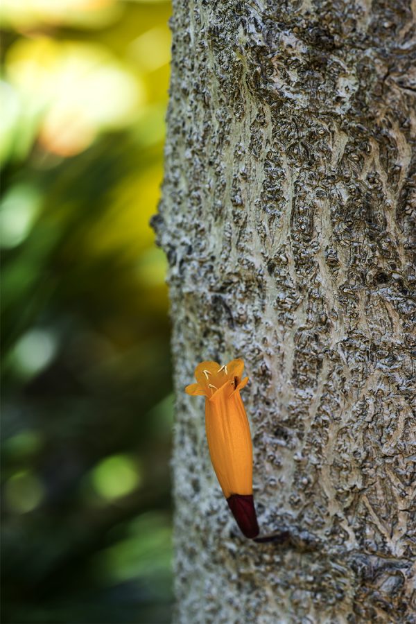 Radermachera ignea Indian Cork Tree