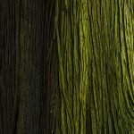 Redwoods California Mossy Tree