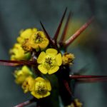Cactus flower yellow opuntia