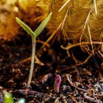 Datura Seedlings