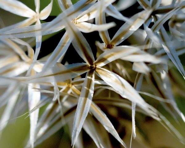 Desert Chicory seed puff Rafinesquia neomexicana