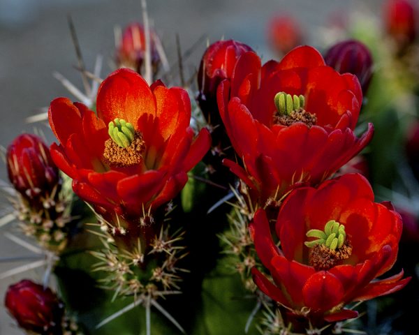 Echinopsis coccineus cactus flower Echinocereus polyacanthus