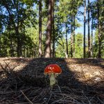 Mogollon Mushroom