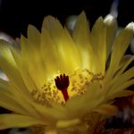 Notocactus yellow flower red pistil