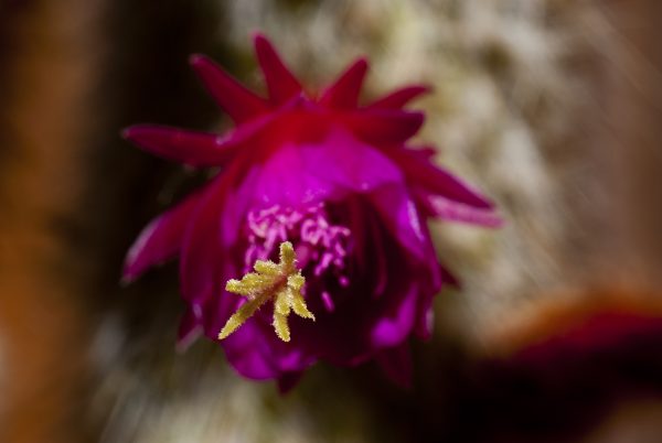 Oreocereus Cactus flower pink