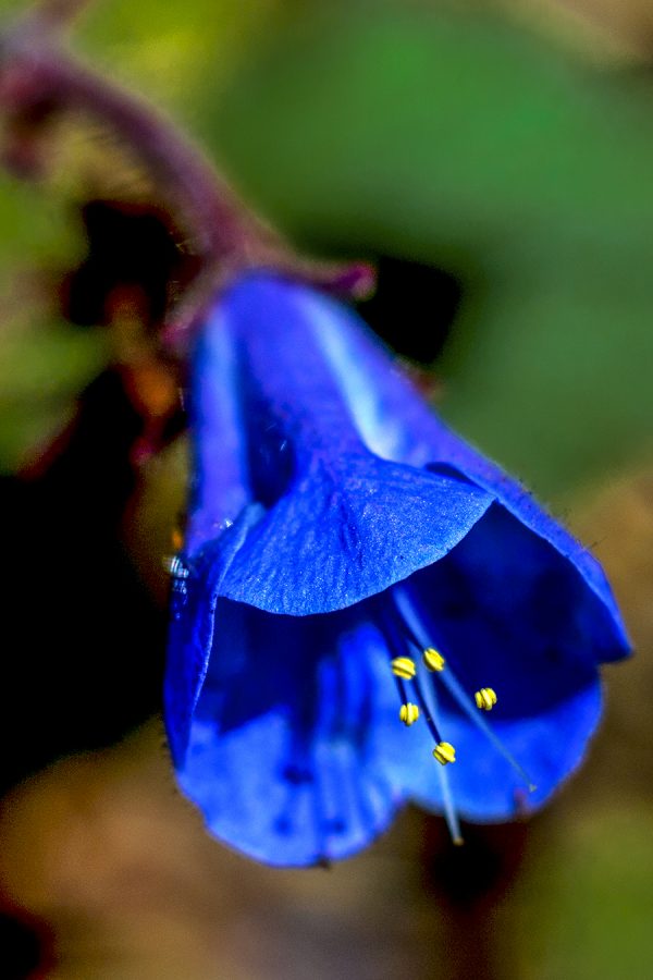 Phacelia-campanularia-desert-blue-bells