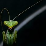 Praying Mantis Macro