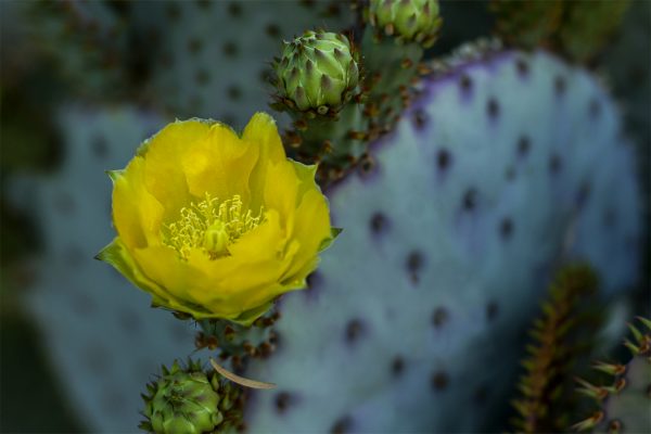 Prickly Pear Cactus Yellow Flower