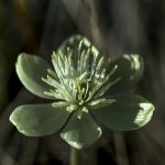 Thalictrum thalictroides Rue anemone white flower